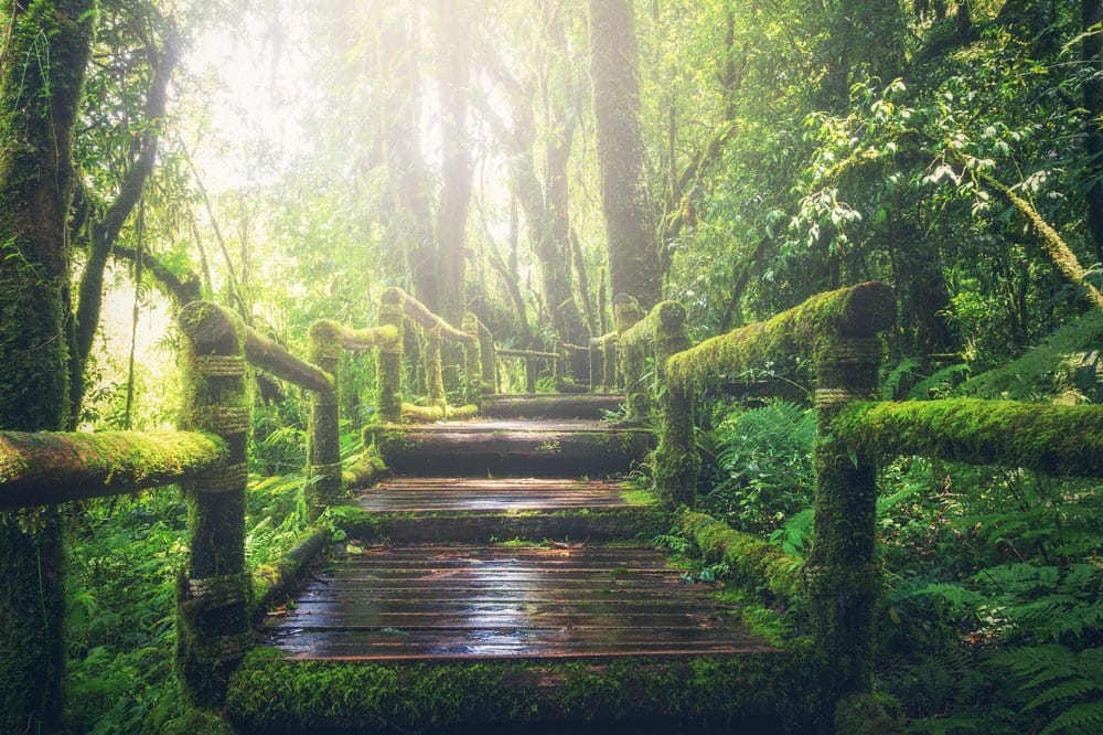 qué ver en Canadá oeste puente de madera con mucha vegetación alrededor y árboles en uno de los parques de Canadá